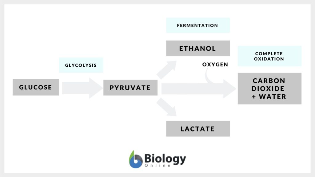 Fermentation - Definition and Examples - Biology Online Dictionary