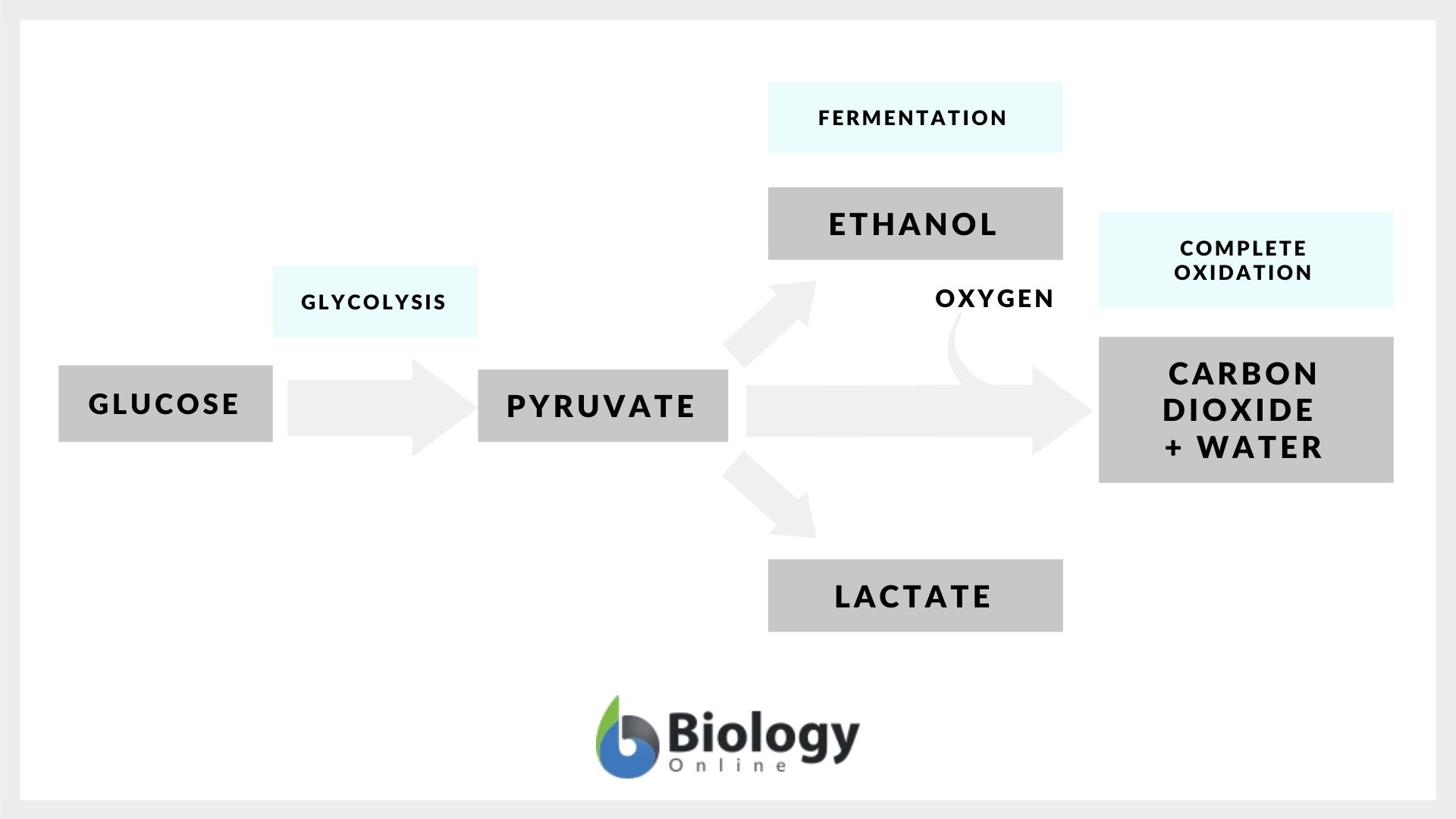 Fermentation Definition And Examples Biology Online Dictionary wine-fermentation