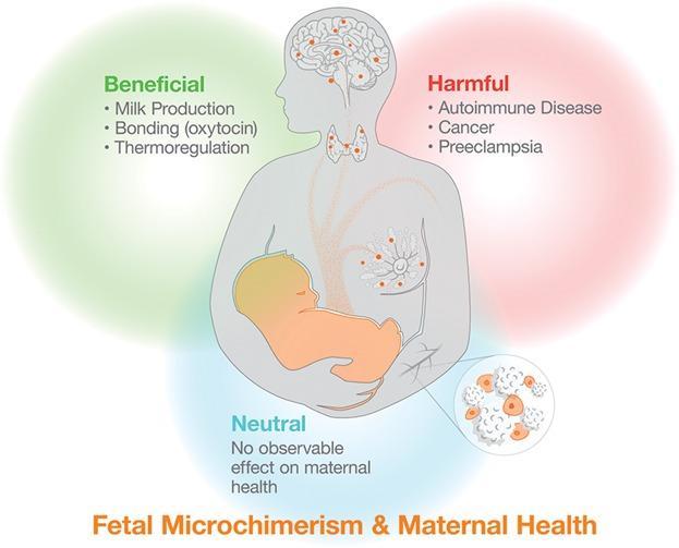 Fetal Microchimerism and maternal health