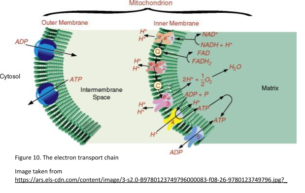 cellular respiration meaning essay