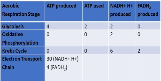 Figure 12 ATP production in aerobic respiration
