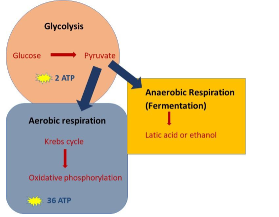 Figure 13 Aerobic and anaerobic respiration summary diagram