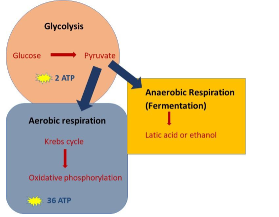 Fermentation and anaerobic respiration, Cellular respiration (article)