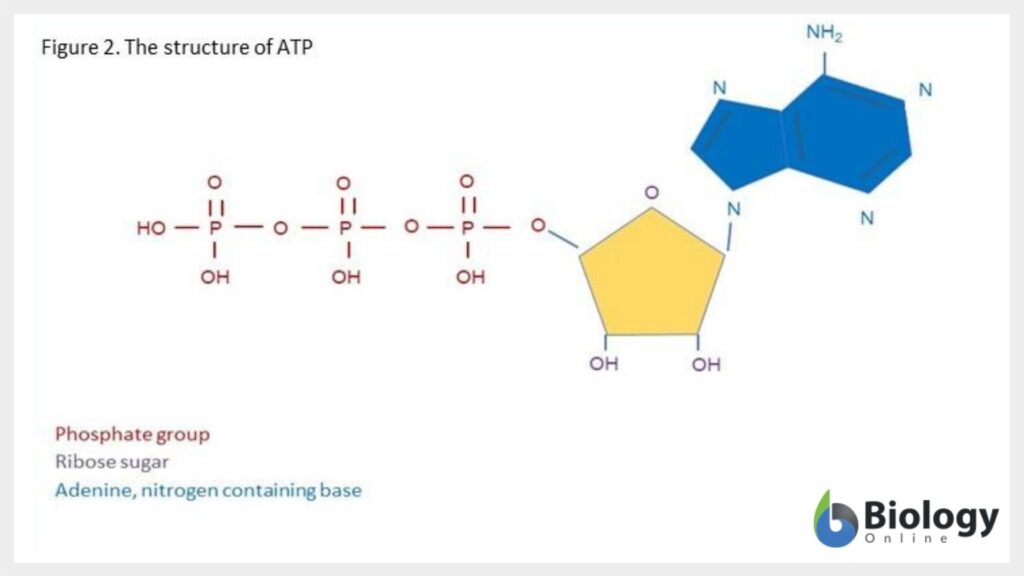 Figure 2: ATP structure