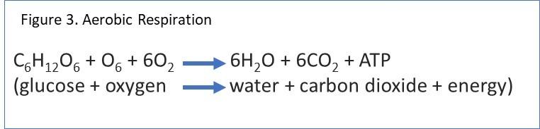 Figure 3 Aerobic Respiration