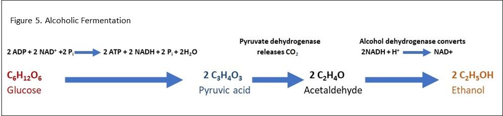 Figure 5 Alcoholic Fermentation