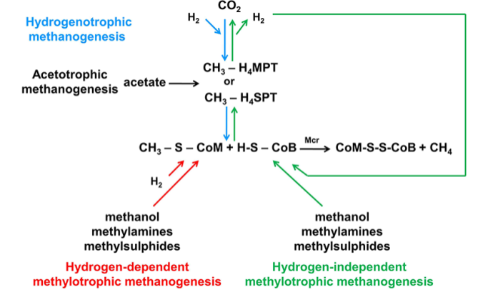 Figure 6 Methanogenesis