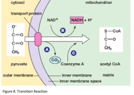 transition reaction diagram