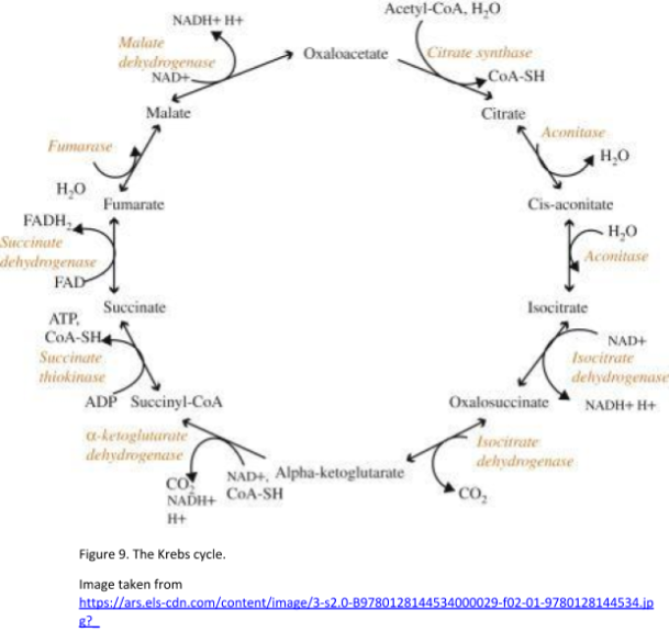 Figure 9 Krebs Cycle