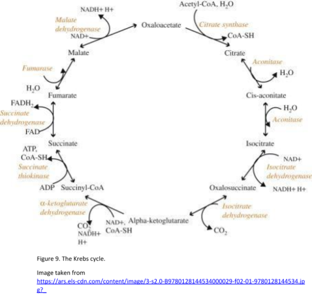 Figure 9 Krebs Cycle