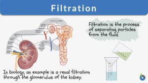 Filtration definition and example