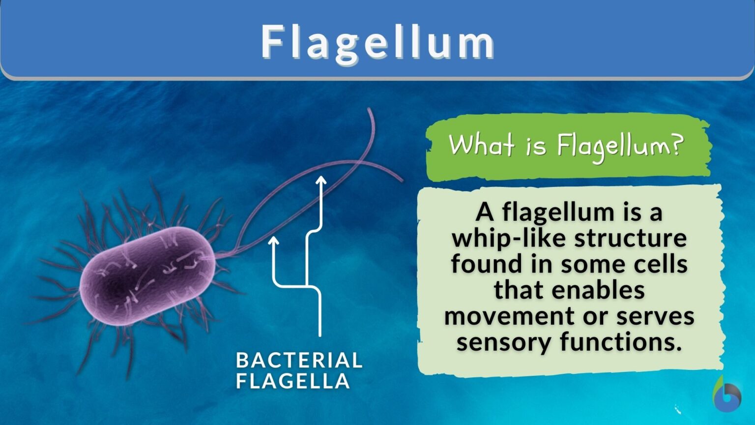 Flagellum Definition and Examples Biology Online Dictionary
