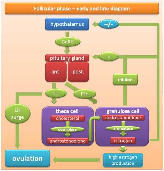 Flow of Menstrual Cycle