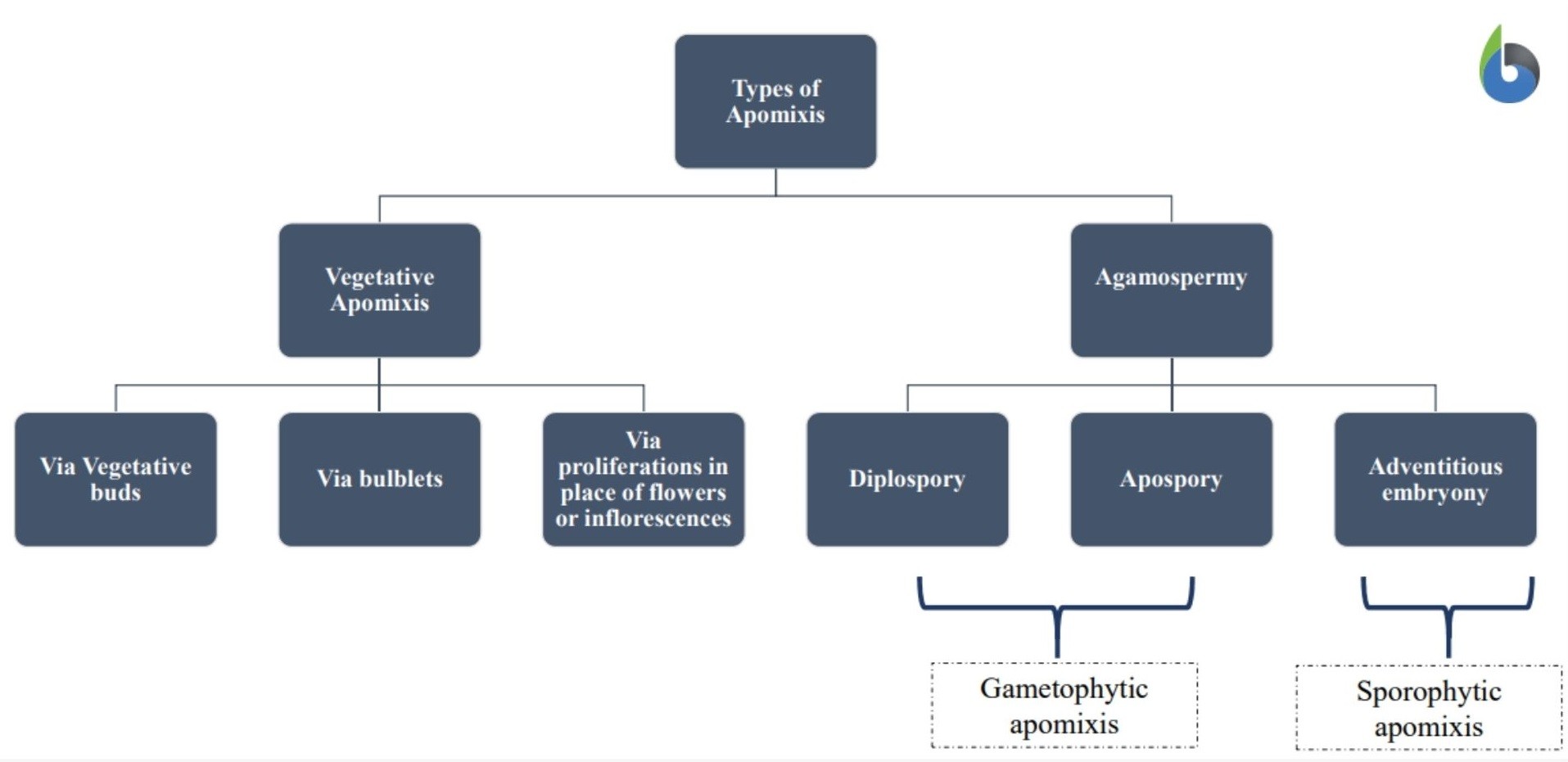 Flowchart -various types of apomixis
