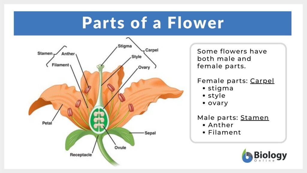 Flower parts