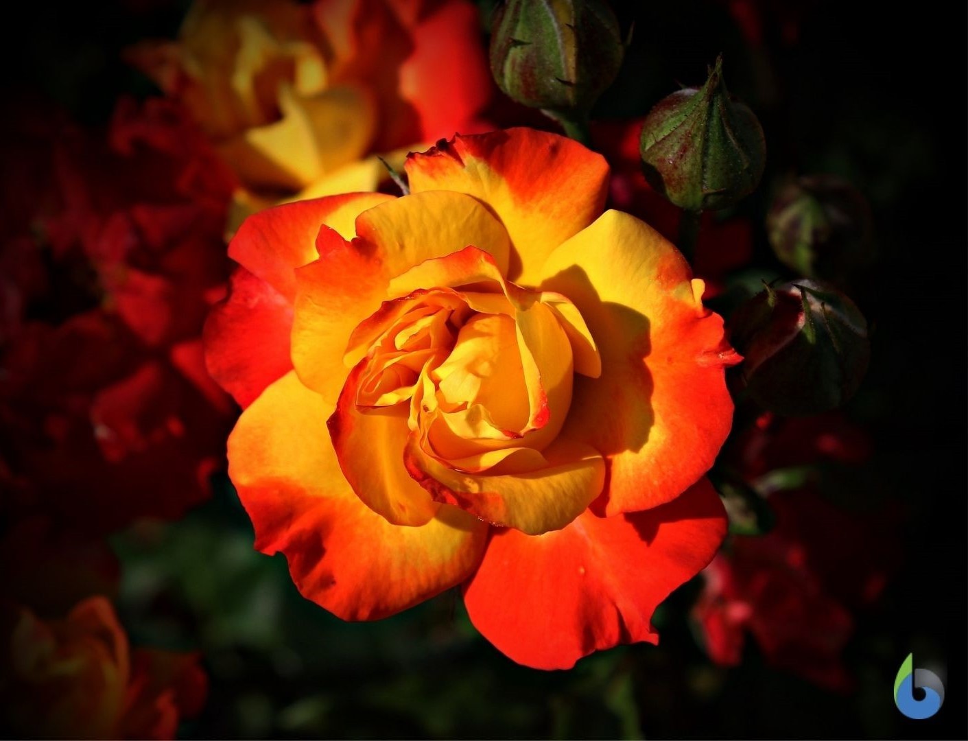 Flower with red and yellow petals