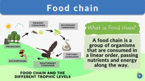 Food chain definition and example