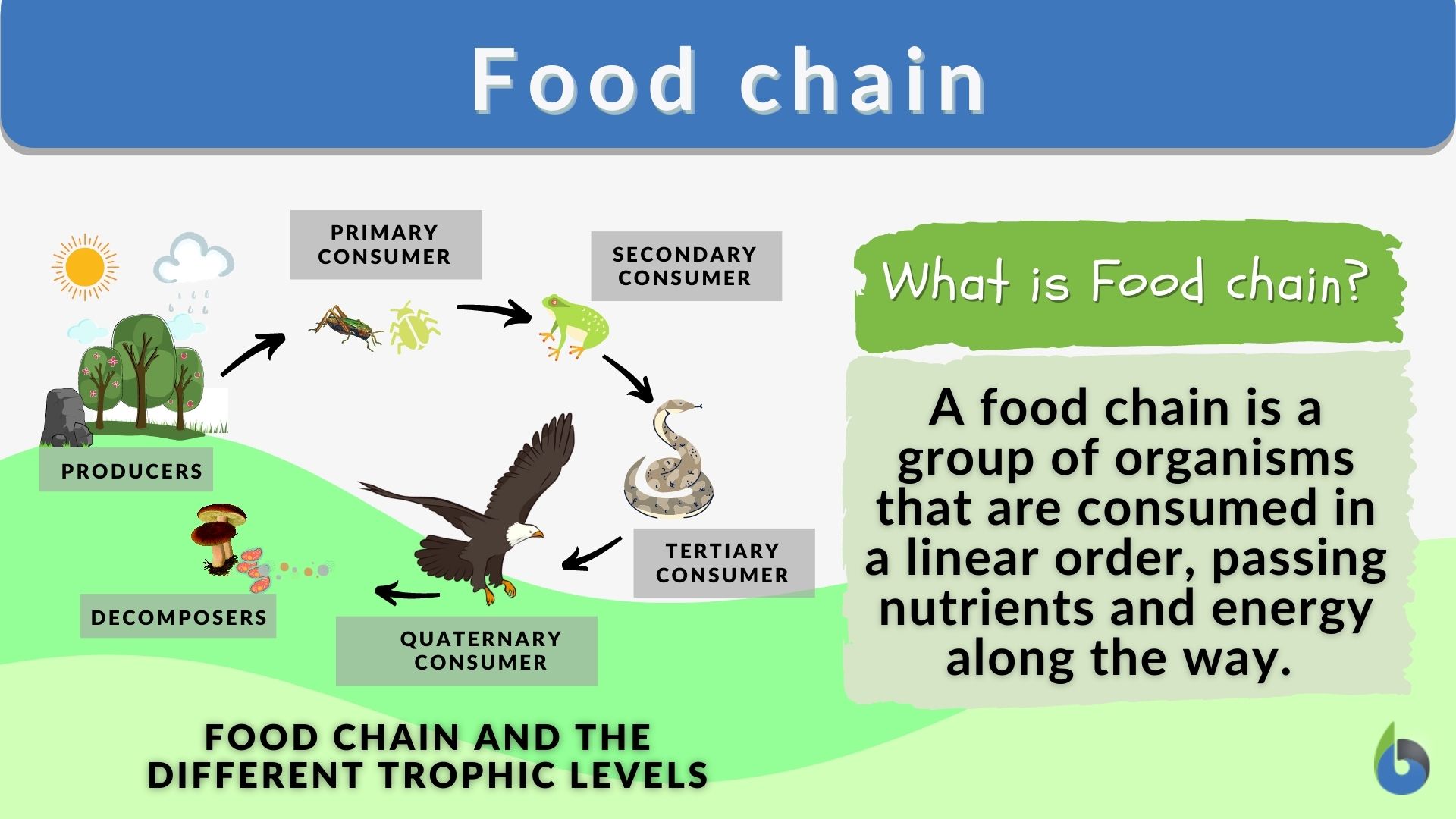 a short speech on food chain