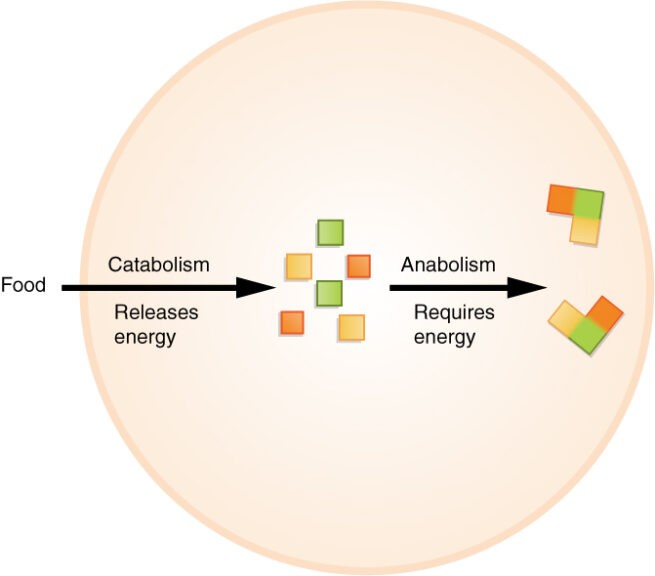which of the following processes could be described as anabolism
