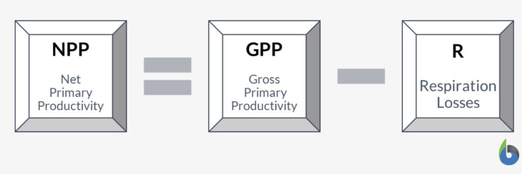 Formula for NPP calculation