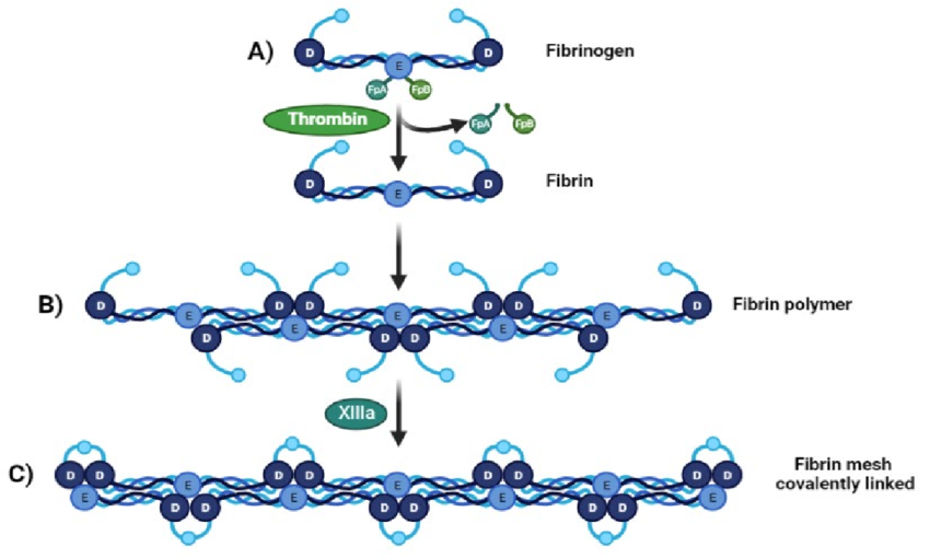 From fibrinogen to fibrin Mesh