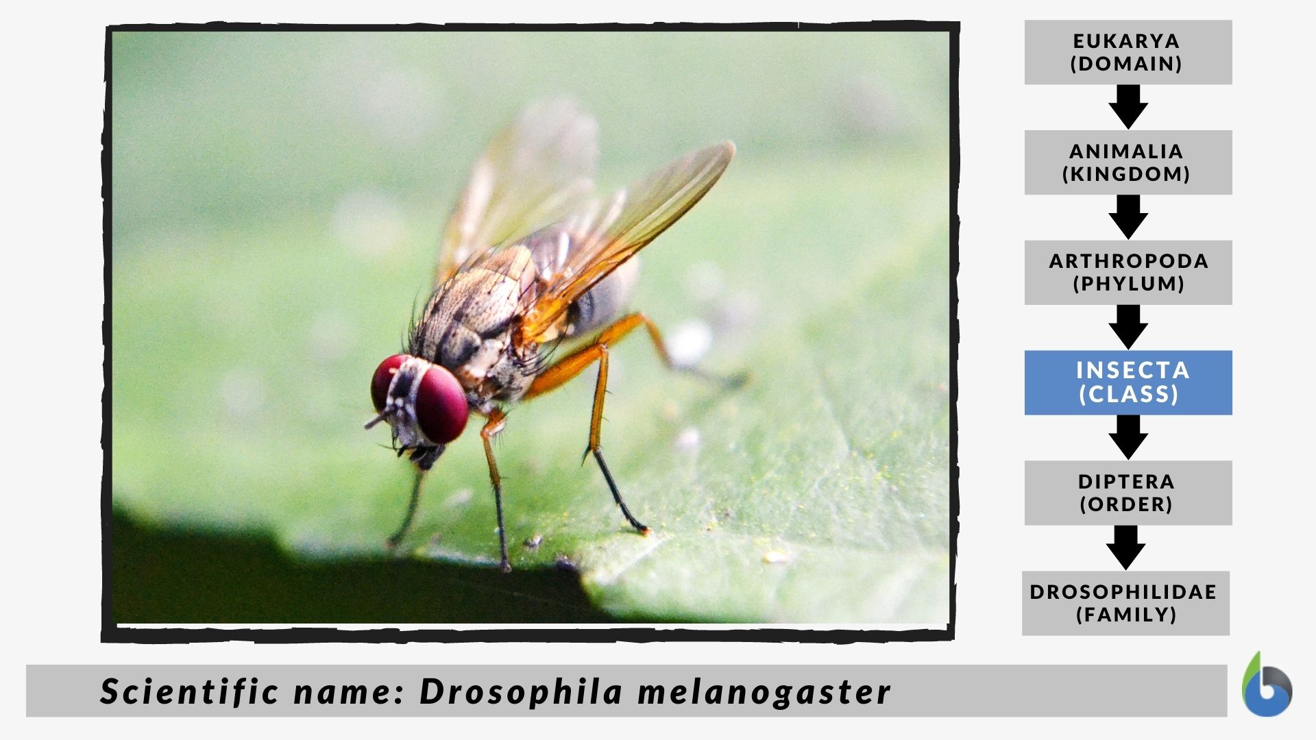 Fruit fly taxonomic classification