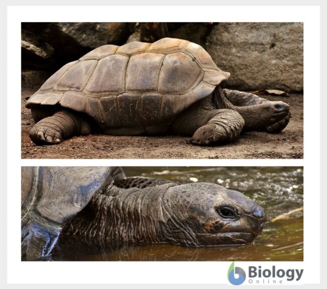 Galapagos tortoise