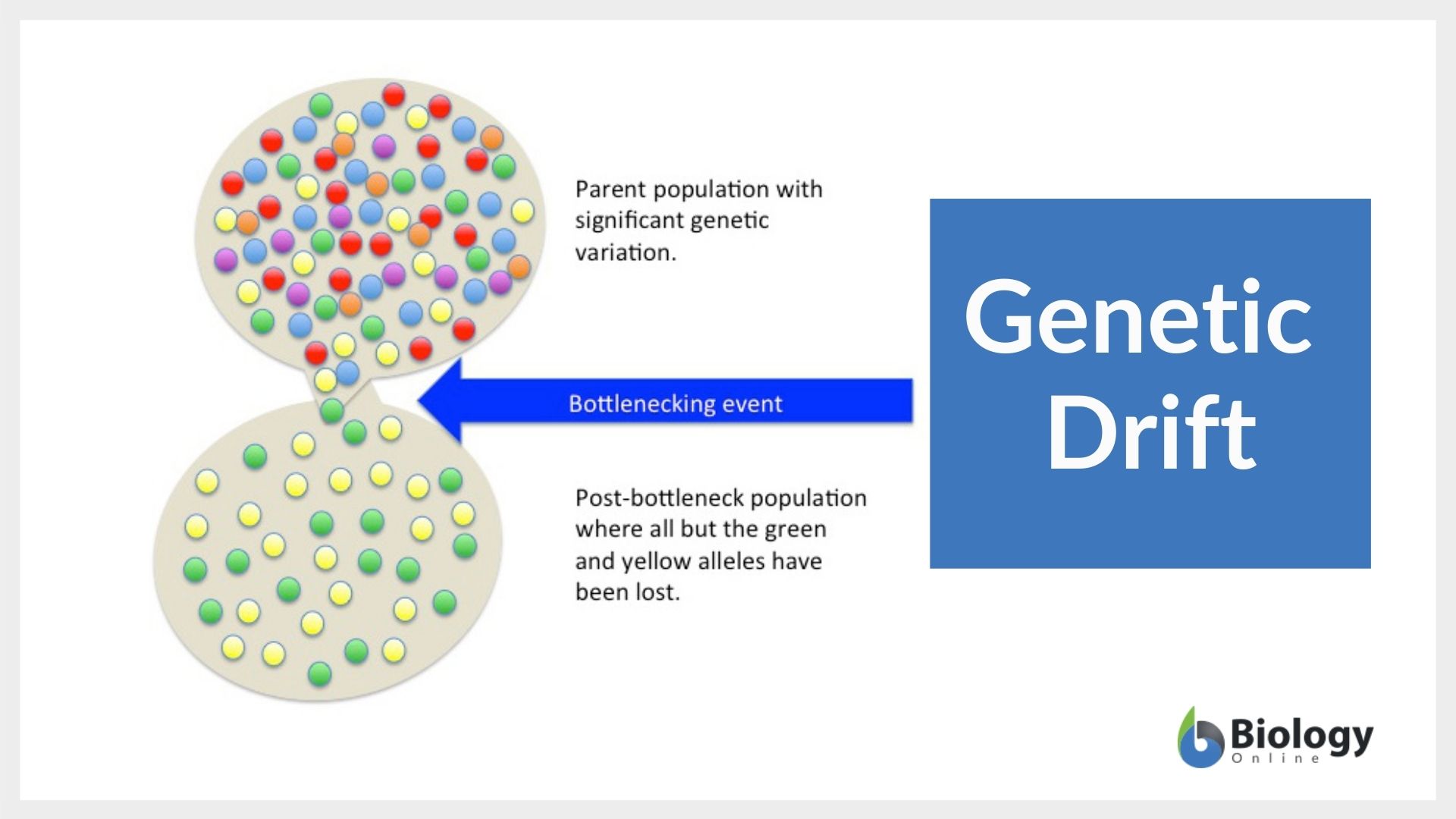 genetic drift short essay