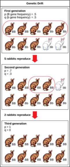 Genetic drift - figure 1