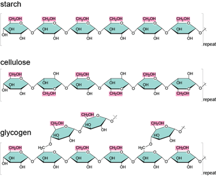 Glucose monomers arrangement in starch, cellulose and glycogen polymers