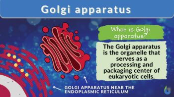 Golgi apparatus - definition and example