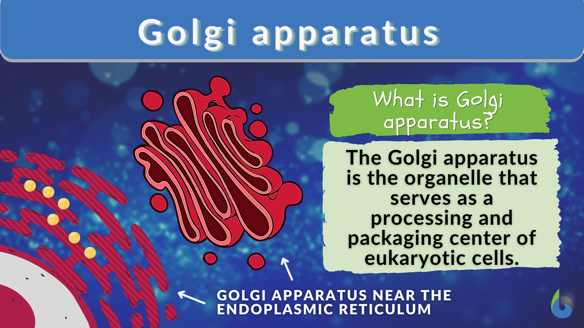 write a short note golgi apparatus