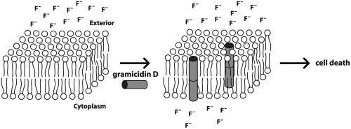 Gramicidin action
