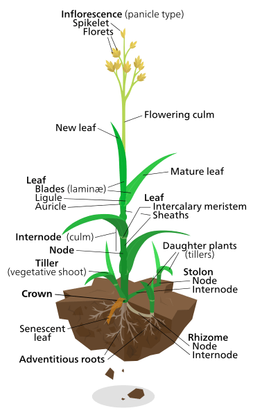 Grassy_grass_plant and parts