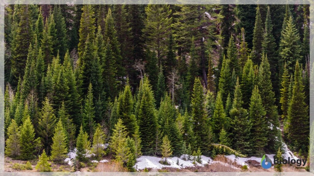 Pine trees