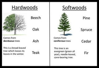 Hardwood trees vs Softwood trees