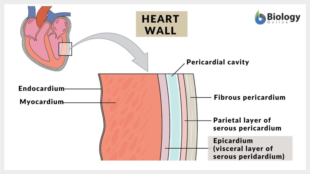 Heart wall types schematic diagram