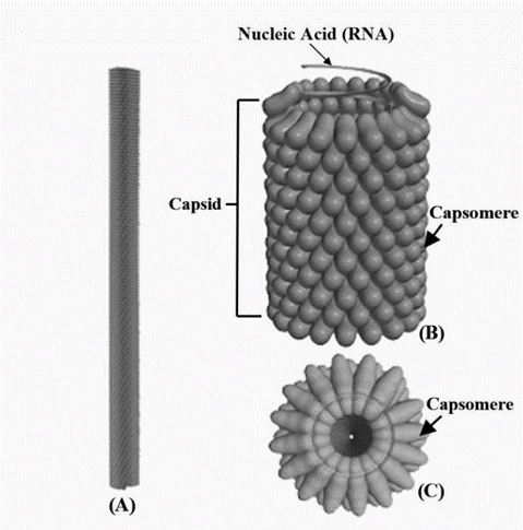 Helical capsid of TMV