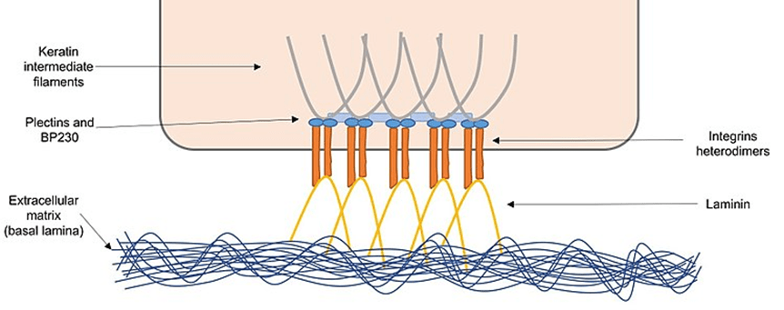 Hemidesmosomes diagram
