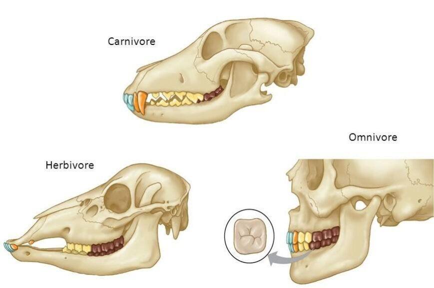 Herbivore teeth