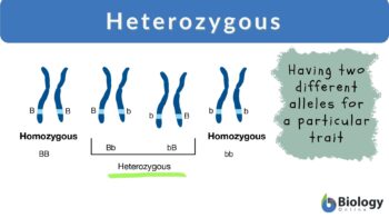Heterozygous definition