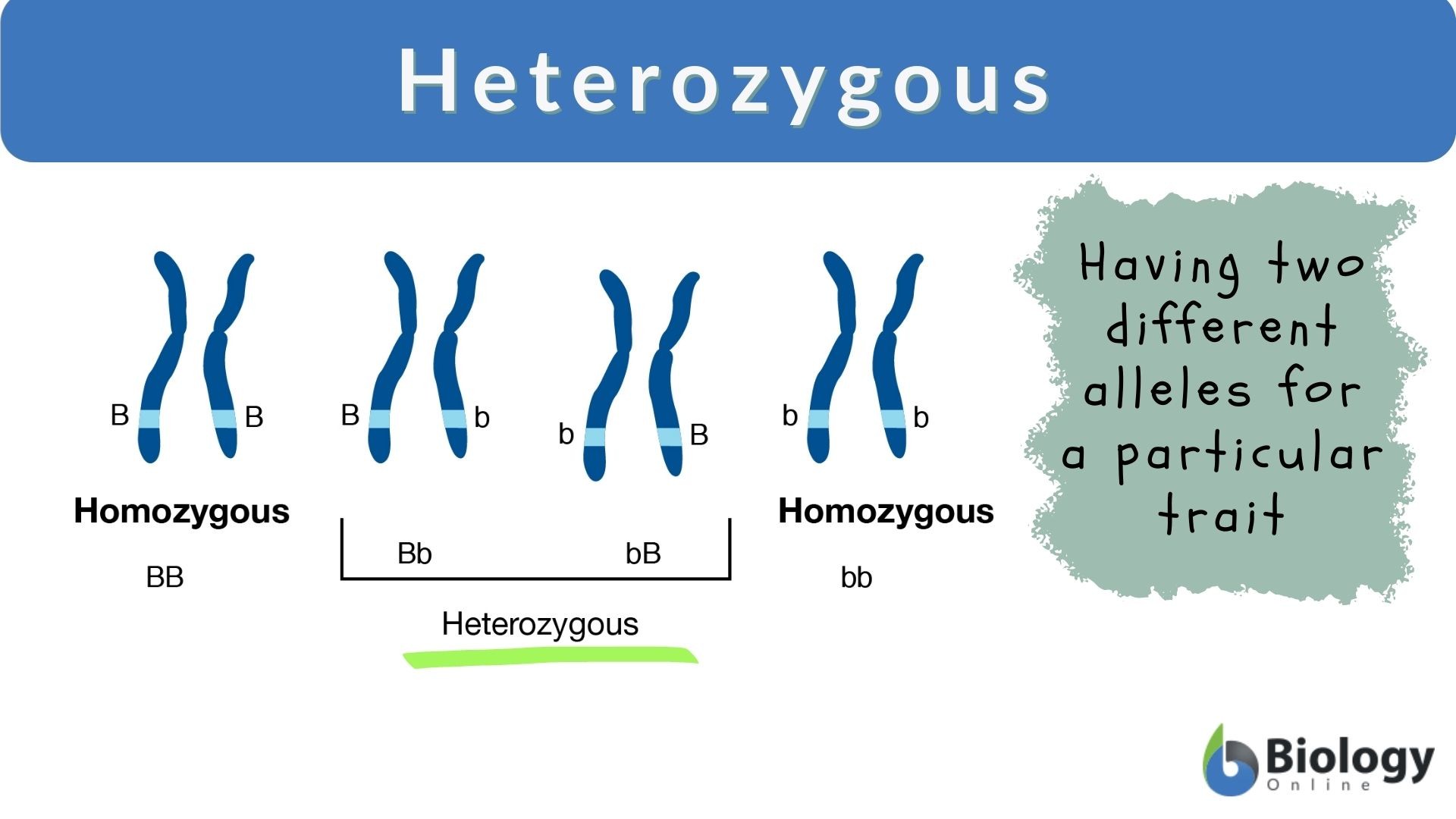 Heterozygous Definition and Examples - Biology Online Dictionary