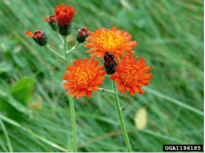 Hieracium aurantiacum - photo