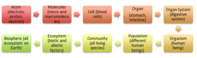 Hierarchy of life an example of organization