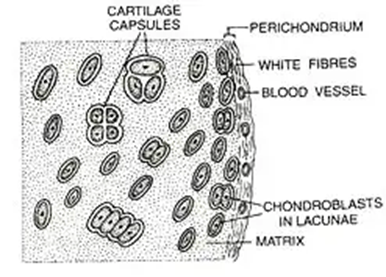 Histology of elastic cartilage