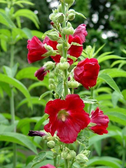 Hollyhocks