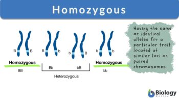 Homozygous definition