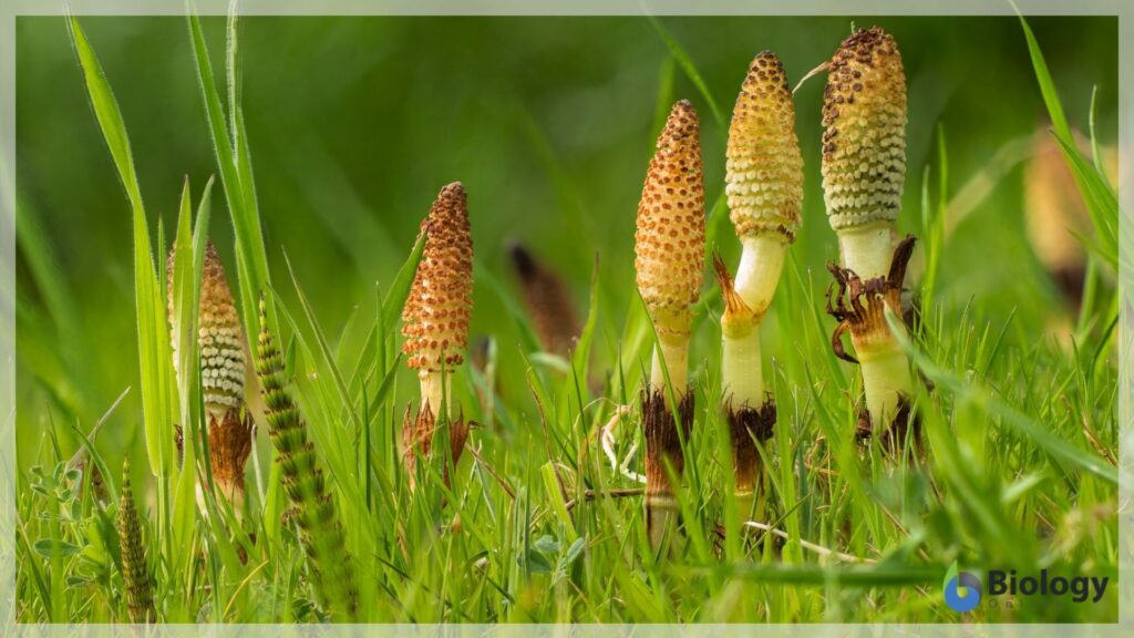 Horsetail