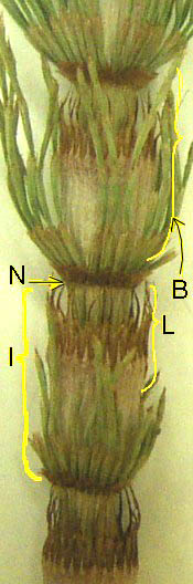 Horsetail_vegeative_stem