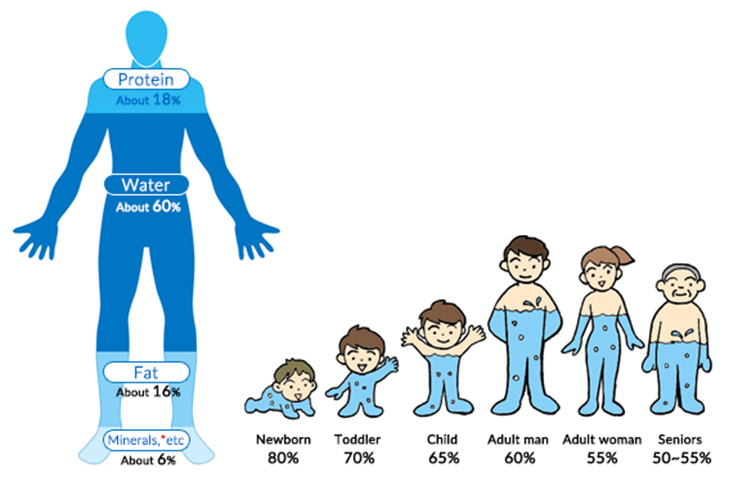 Human body water percentage at different stages of life